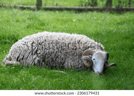 sheep pictures animal farm livestock