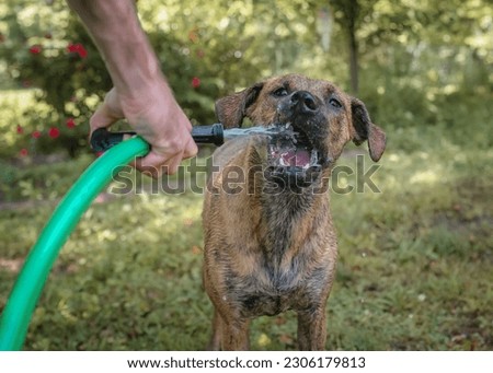 Brindle Pit Bull German Shepherd Mix with Water Hose