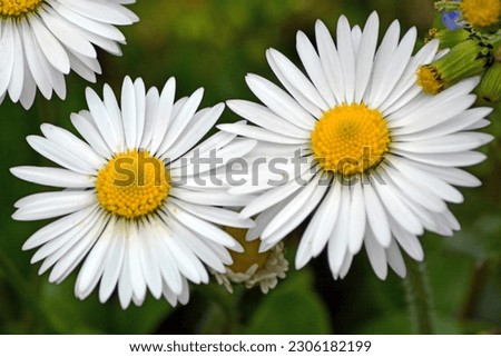 Close-up of white daisies in a meadow