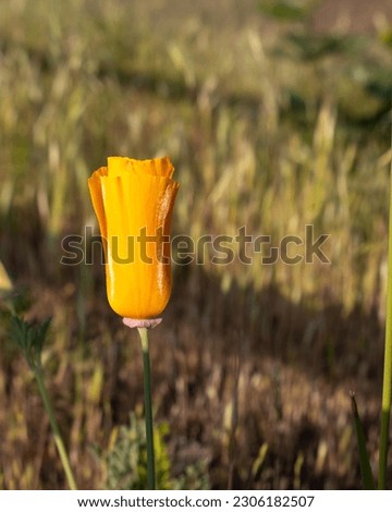An orange poppy bid in a field of grass