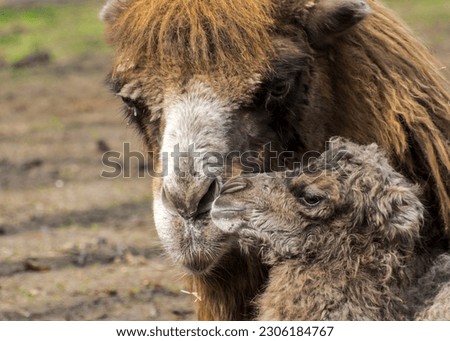 Newborn Bactrian or two-humped camel, its scientifc name is Camelus bactrianus Royalty-Free Stock Photo #2306184767
