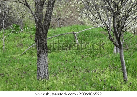 Trees in the garden in springtime