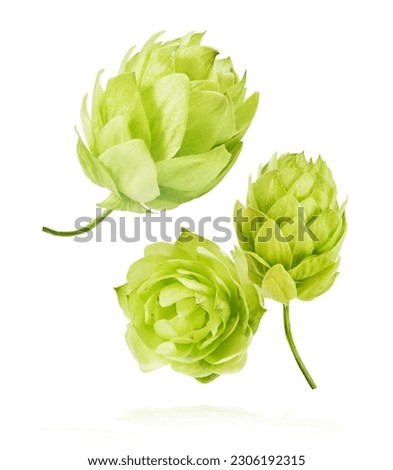 Fresh green hops plant falling in the air isolated on white background Royalty-Free Stock Photo #2306192315