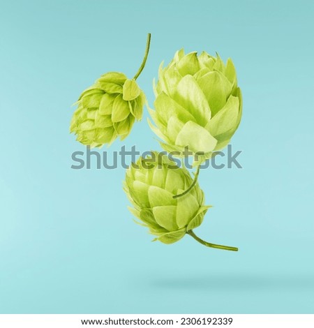 Fresh green hops plant falling in the air isolated on turquoise background