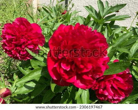 Red Peony plant flowering in summer UK 