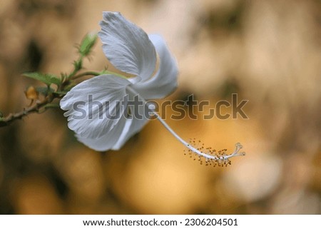 Close up image of blooming white hibiscus flower with yellow bokeh background 