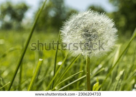Abstract photo of a blossomed dandelion in the grass. White dandelion. Detail of a blossomed dandelion. Out of focus blade of grass object. View from ground level. Seeds, nature, grass, environment.