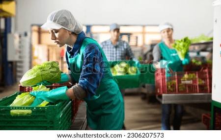 Young focused workwoman working on sorting line in vegetable factory, arranging selected green lettuce in plastic boxes for storage or delivery to stores Royalty-Free Stock Photo #2306207573