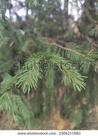 close-up picture of pine leaf