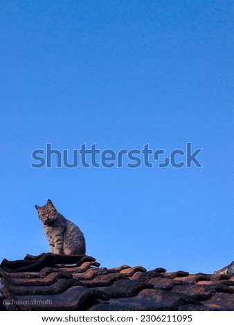 beautiful picture of cat on the roof