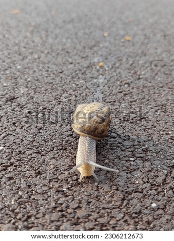 beautiful picture of snail in the road