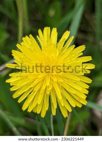 beautiful picture of flower with yellow color