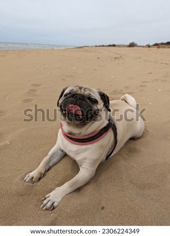 beautiful picture of dog in sand