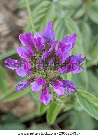 beautiful picture of small flower with purple color