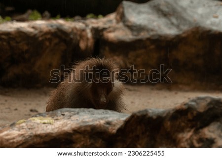the baboon monkey runs through the stones, copy space for text