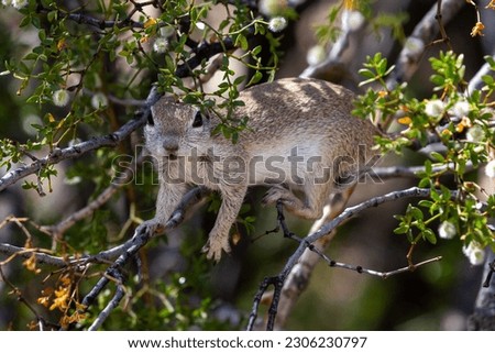 A female adult round-tailed ground squirrel, Xerospermophilus tereticaudus, foraging for food in a creosote bush covered in seed pods in the Sonoran Desert. Pima County, Tucson, Arizona, USA.