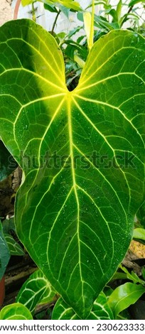 historic elephant ear anthurium leaves, which used to be one of the imperial plants originating from Brazil