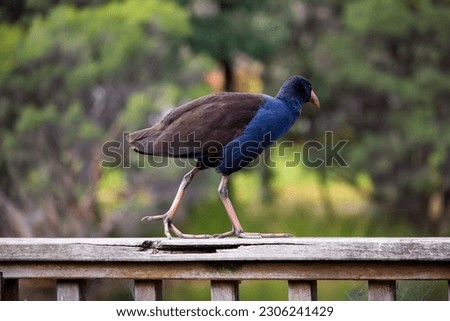 A brilliantly feathered Purple swamp hen porphyria porphyria is standing on the wooden bench at Dalyellup Lakes, Western Australia in late autumn after pruning its colorful plumage..