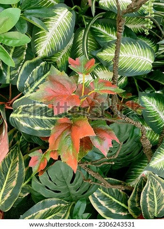 Beautiful Artificial Aglaonema Plants Background