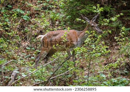 A deer through the vegetation in nature