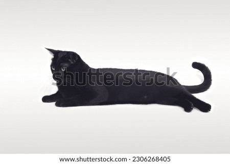 ฺBlack cat is crouching on white background.