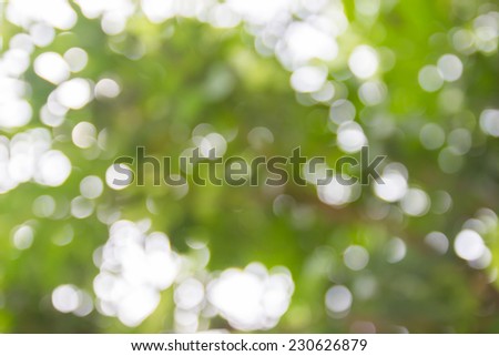 blurry image of green leaf with bokeh abstract for background