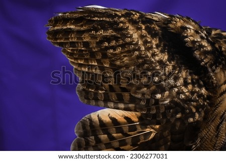 Close up of extended owl wing and feathers