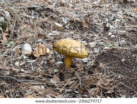 A young edible mushroom - Obabok blackening - Leccinellum lepidum makes their way through a layer of grass and needles in a coniferous forest near the city of Karmiel, in northern Israel.