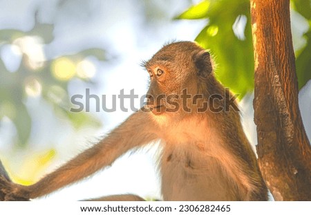 Amazing pictures of monkeys inside the jungle.