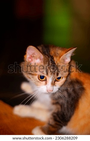photo of a very cute orange cat