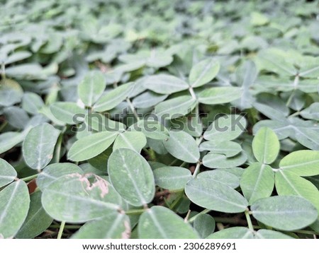 background green herbage. small green foliage. Royalty-Free Stock Photo #2306289691