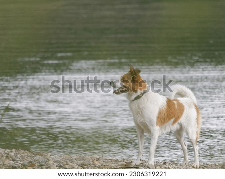 Close-up photo of an adorable Norrbottenspets dog standing by the lakeshore