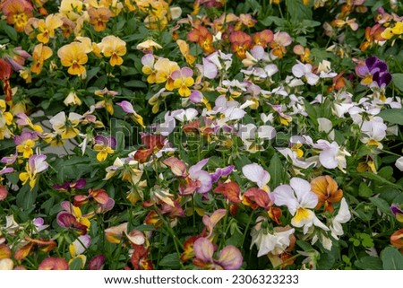 Vibrant Nasturtium flowers (Tropaeolum majus) delicious edible flowers (leaves too)  in a vegetable plot - stock photo