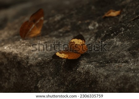 butterfly on rock in the forest