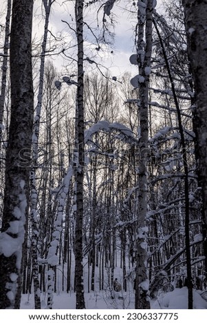 snow covered birch tree forest