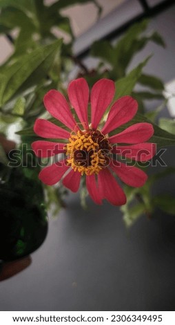 Red Zinnia Flower makes you smile