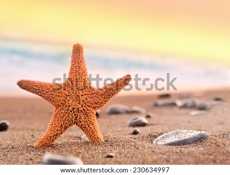 starfish on the seashore