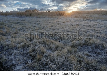 Wild grass field frozen over in the rising sun of the first frost that has fallen in the beginning of winter with stunning cloud cover
