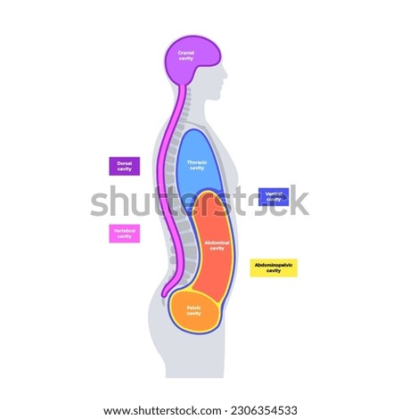 Body cavities anatomical poster. Spaces in male human silhouette for internal organs and viscera. Ventral contains thoracic and abdominopelvic, dorsal with spinal and cranial sections, flat vector Royalty-Free Stock Photo #2306354533