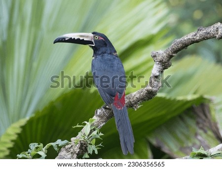 A beautiful Collared aracari sitting close on a branch