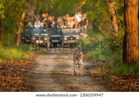wild female mother tiger panthera tigris facea expression calling her missing cubs by stress call and blurred safari vehicles in background pilibhit national park forest reserve uttar pradesh india