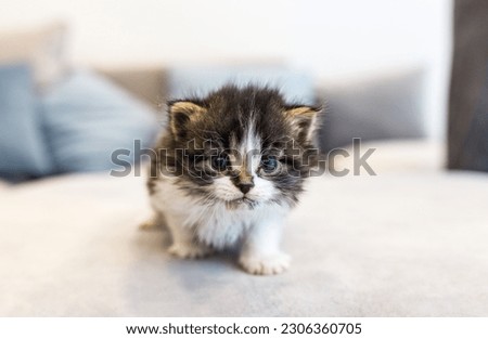 cute WHITE AND GRAY KITTEN white and gray kitten with blue eyes