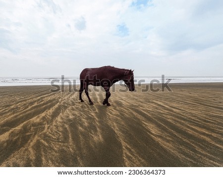 After the service, we stumbled upon a horse on the beach. Its once-glossy coat had faded to a dusty gray, mirroring the somber mood that enveloped the scene. The horse stood there, forlorn  Royalty-Free Stock Photo #2306364373