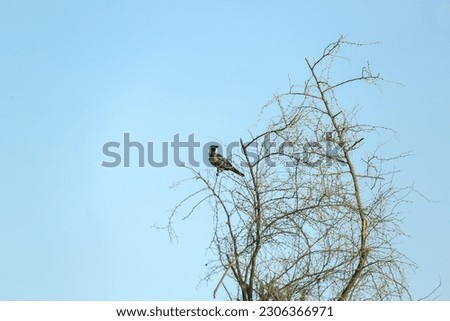 A bird on the tree top against the blue sky in the background
