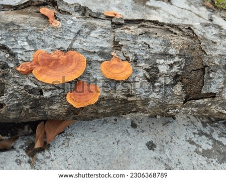 picture of mushrooms growing on a tree trunk

