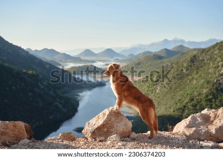 The dog stands in the mountains on bay and looks at the river. Nova Scotia duck tolling retriever in nature, on a journey. Hiking with a pet Royalty-Free Stock Photo #2306374203