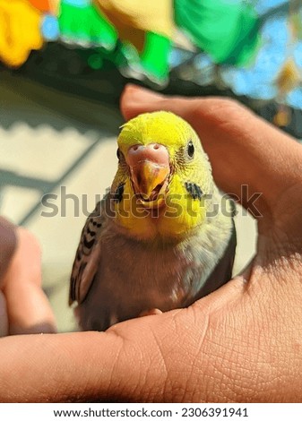 Bird picture in a person hand