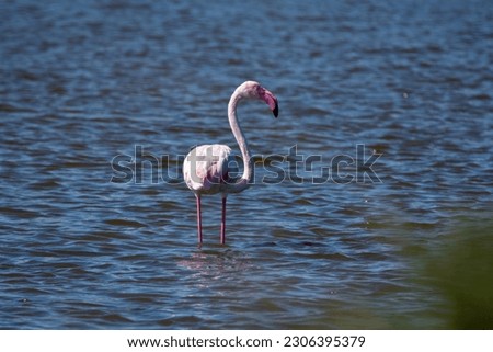 Photo of Flamingo bathing in the Mediterranean Sea 