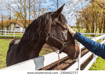Equine assisted therapy, female hand gently petting the horse in the paddock and forming a bond with the animal, selective focus Royalty-Free Stock Photo #2306402717