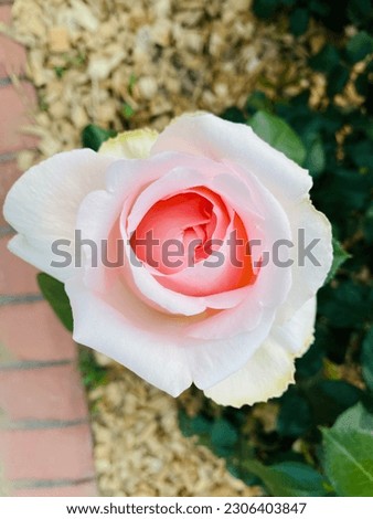 White rose picture. a rose that marks the beginning of summer